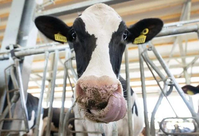 Landwirtschaft im Norden: Wenn der Milchpreis fällt, bis der Bauer nicht mehr jammert